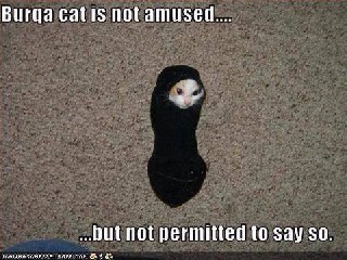 Burka Cat