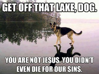Behave yourself Dog