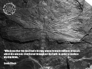 fossils