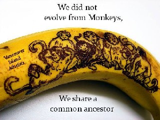 Monkeys