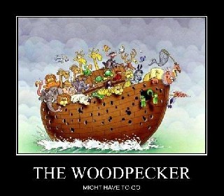 the woodpecker