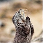 religiots whereisyourgodnow 9341