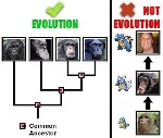 Evolution explained in a way even religiots will understand