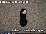 Burka Cat