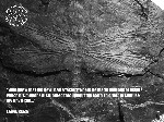 fossils