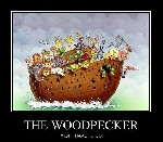 the woodpecker